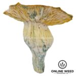 Bluey Vuitton Magic Mushrooms