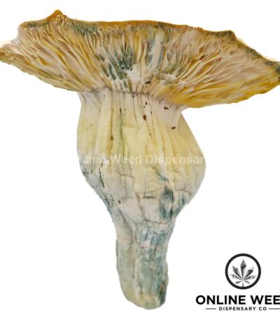 Bluey Vuitton Magic Mushrooms