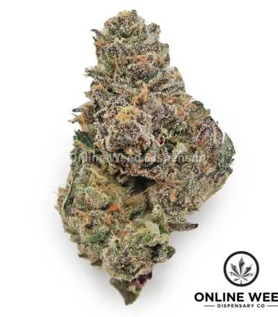Mochi (Exotic Reserve Strain)