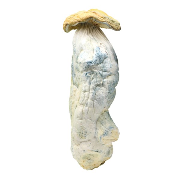 Penis-Envy-Shrooms-1 Penis Envy Magic Mushrooms - Image 1