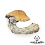 Makilla Gorilla Mushrooms