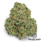 Sticky Glue (Value Bud)