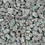 Motorbreath (Micro Buds) OZ Only Deal