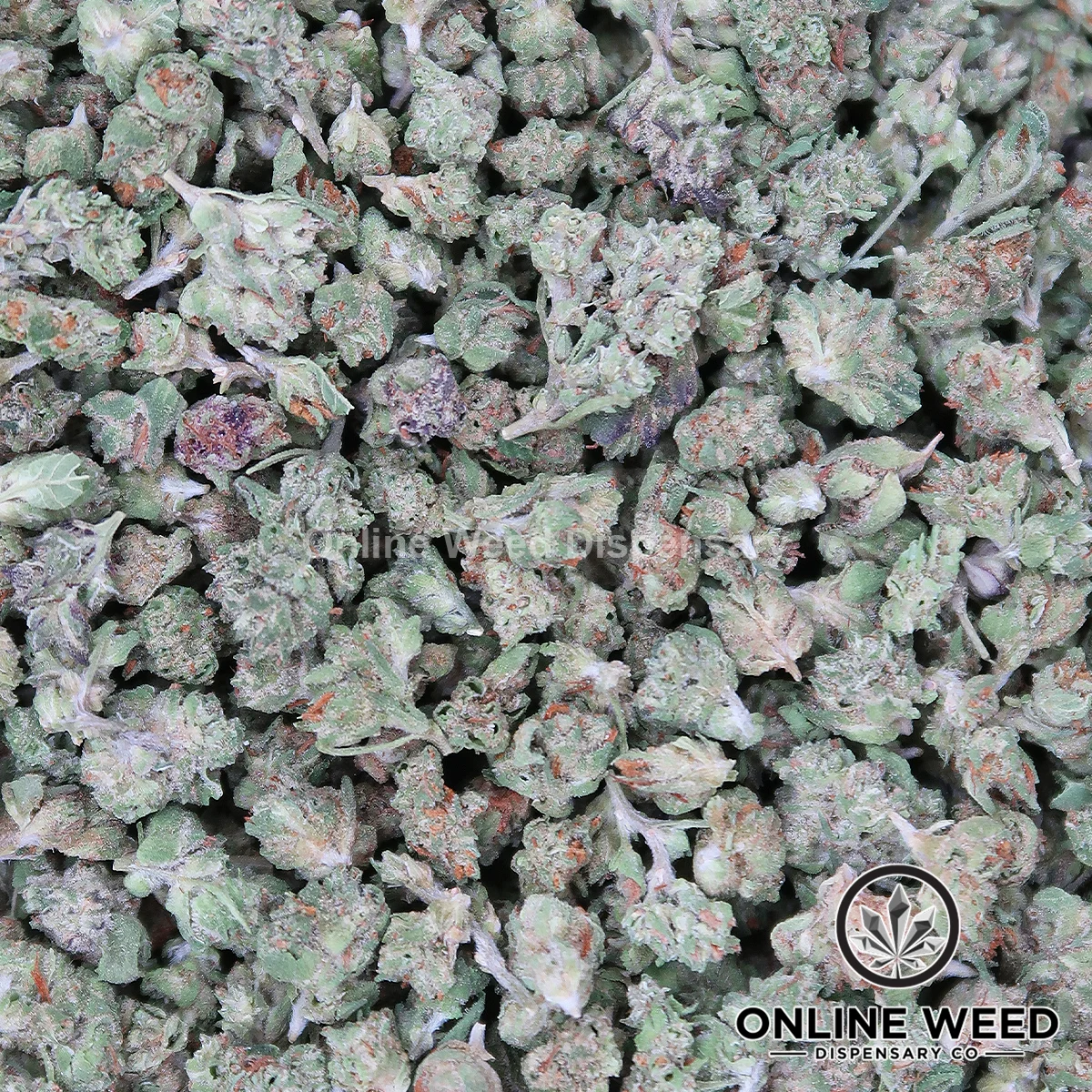 Motorbreath-Micros Motorbreath (Micro Buds) OZ Only Deal - Image 1