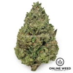 white gummy strain