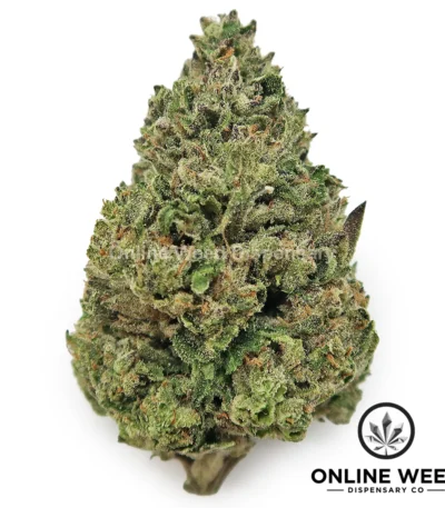 white gummy strain
